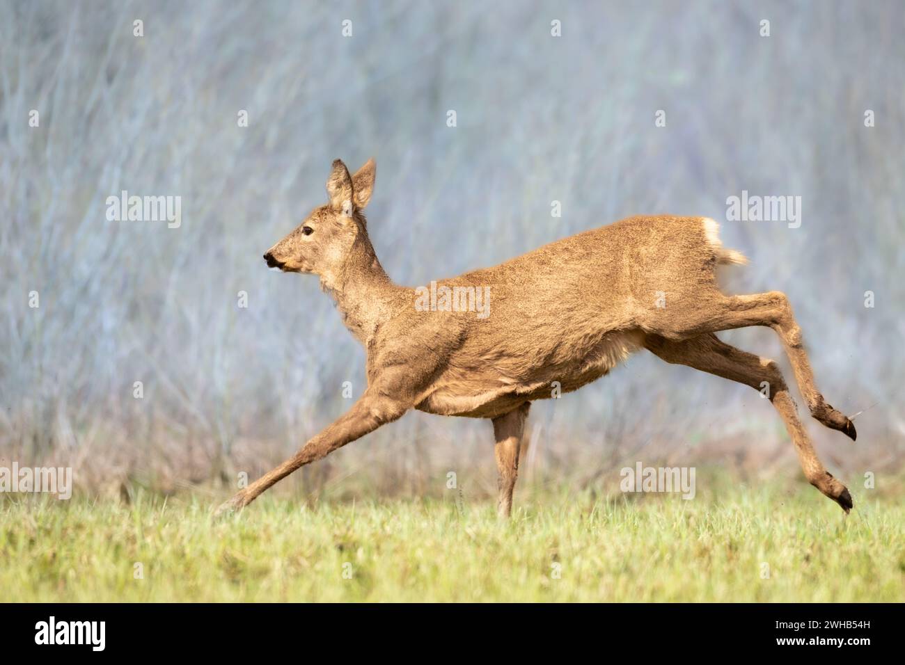 Adorable roe buck hi-res stock photography and images - Alamy