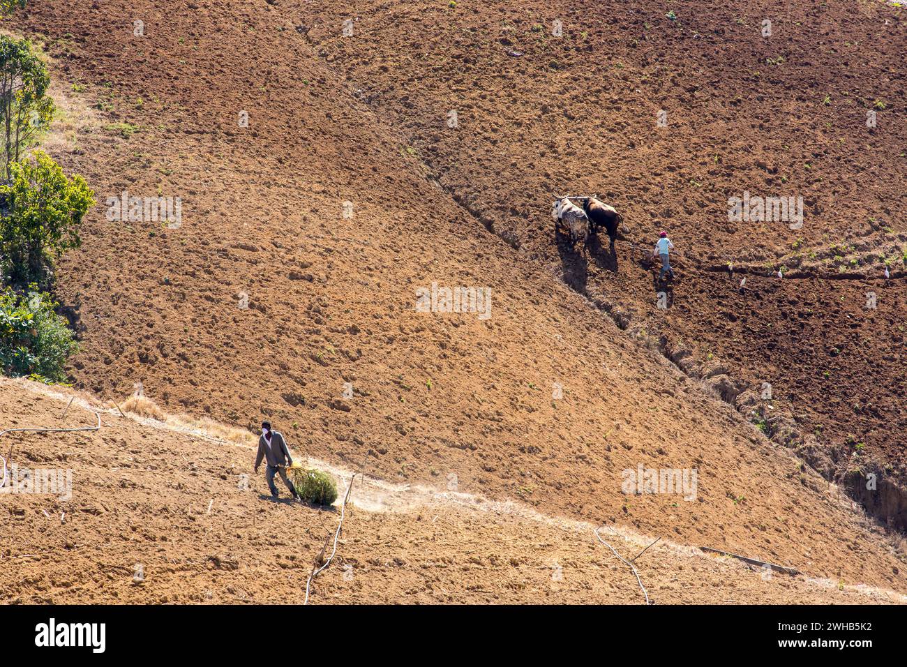 Plowing with oxen on a farm near Constanza in the Dominican Republic