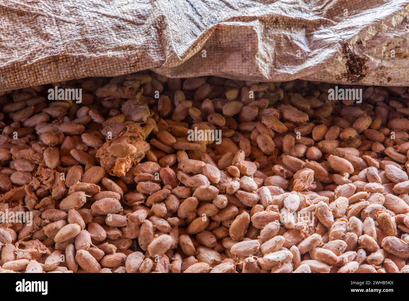 Cacao beans undergoing fermentation on a cacao plantation in the