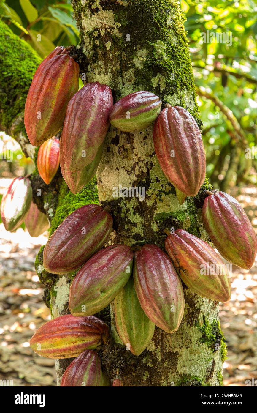 Cacao bean pods on a cacao plantation in the Dominican Republic Stock