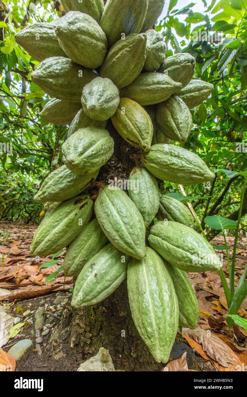 Cacao bean pods on a cacao plantation in the Dominican Republic Stock
