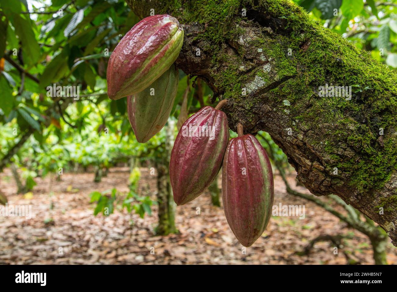 Cacao bean pods on a cacao plantation in the Dominican Republic Stock