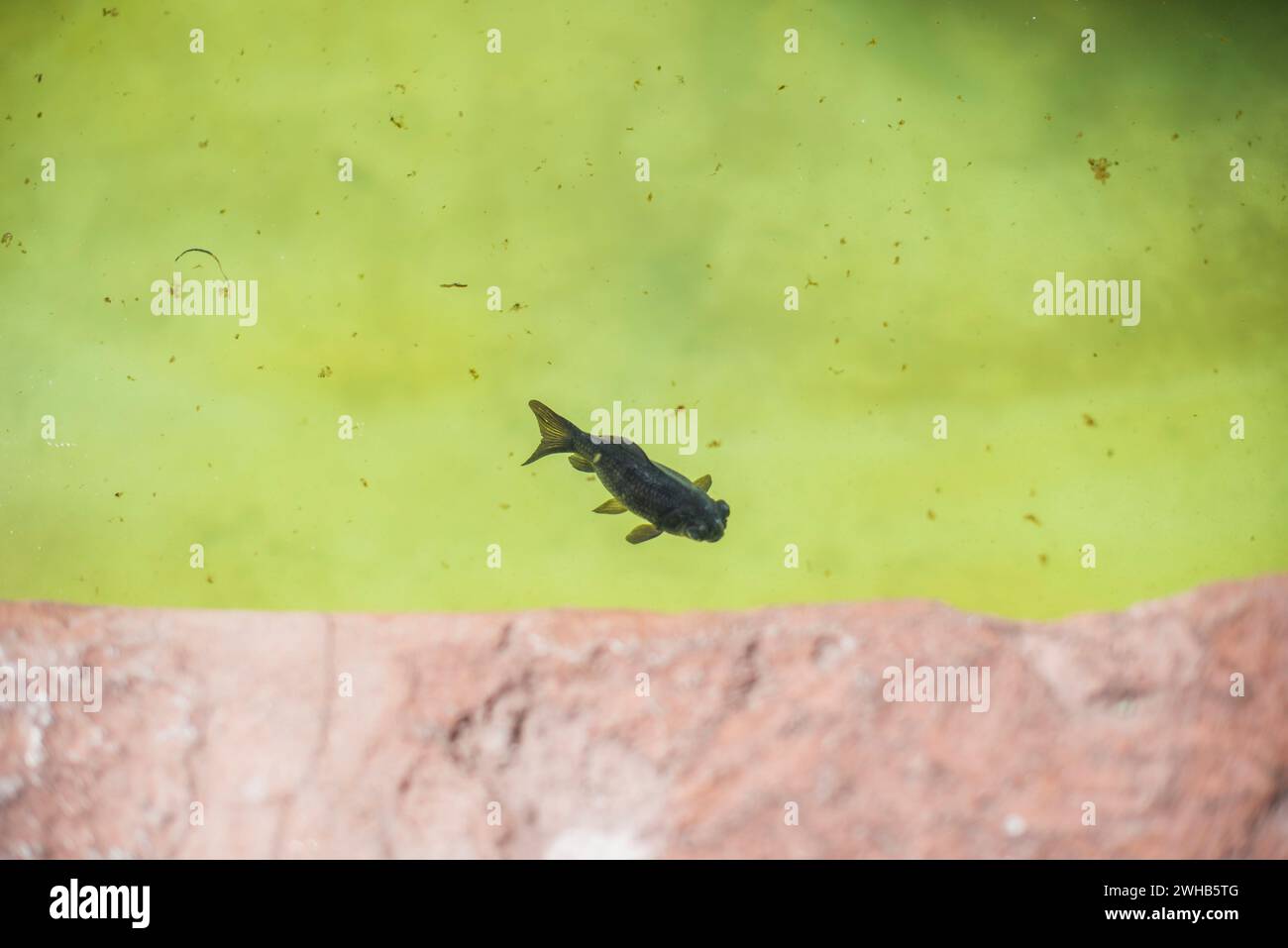 Curated visual reference: Gallery Detail: Goldfish Swims Freely Inside The Water Of The Central Fountain