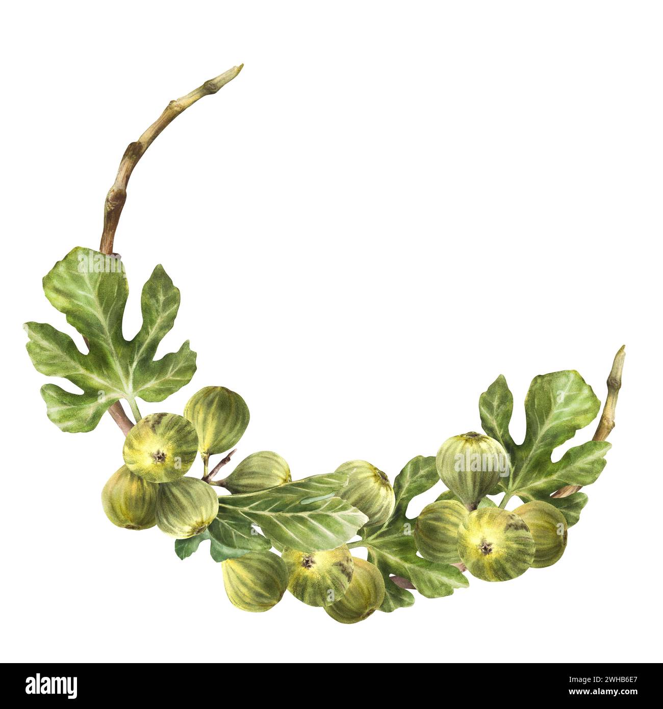 Branch of juicy, ripe green figs with leaves and whole fruit Food