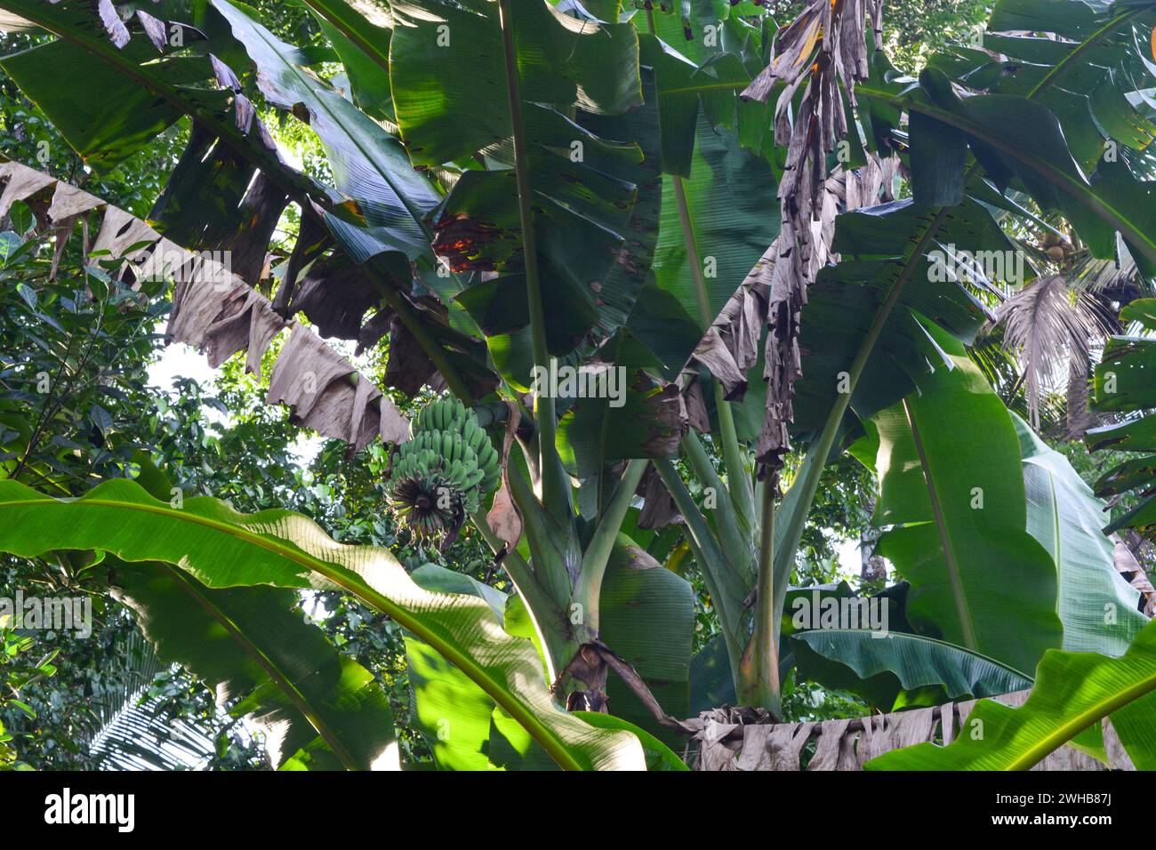 Scene of a banana tree that grows in the yard of the house. Banana