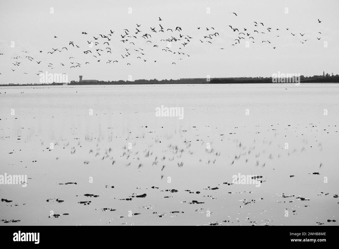 Flock of flying birds reflected in the Salt Lake of Larnaca waters, Cyprus. Stock Photo