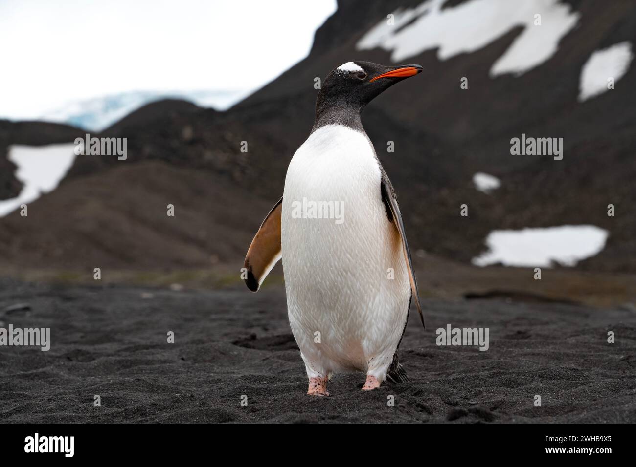 A gentoo penguin on South Shetland Islands. Stock Photo