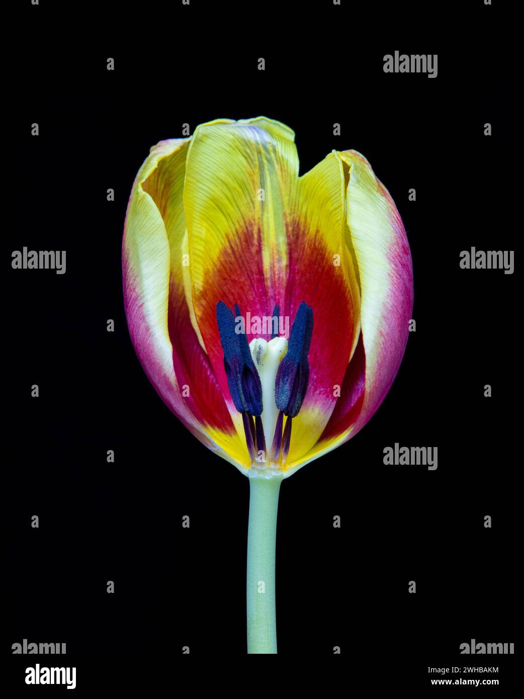 Vibrant tulip in yellow, red, and pink against a dark backdrop Stock Photo