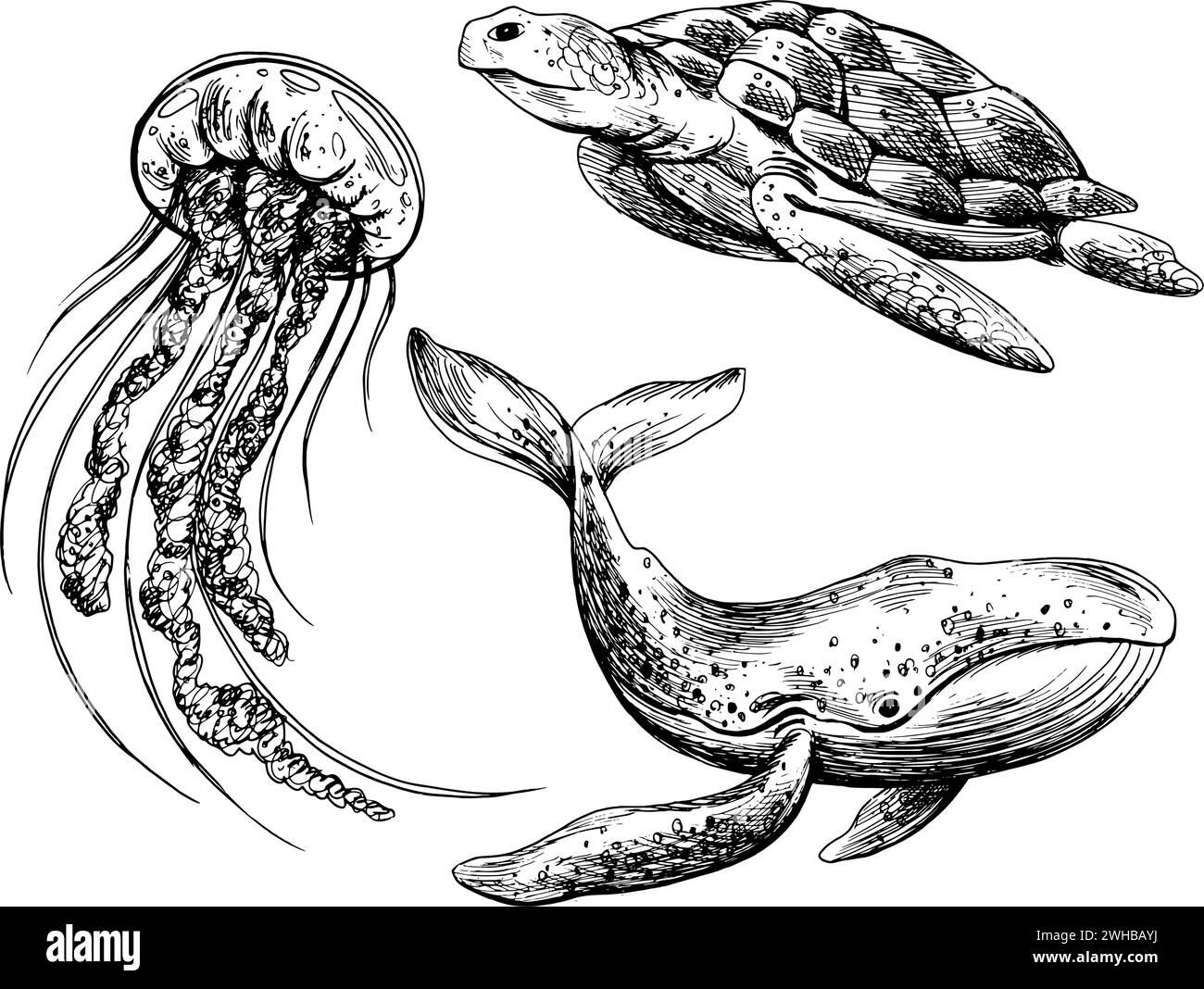 Underwater world clipart with sea animals whale, turtle, jellyfish. Graphic illustration hand drawn in black ink. A set of isolated elements EPS Stock Vector