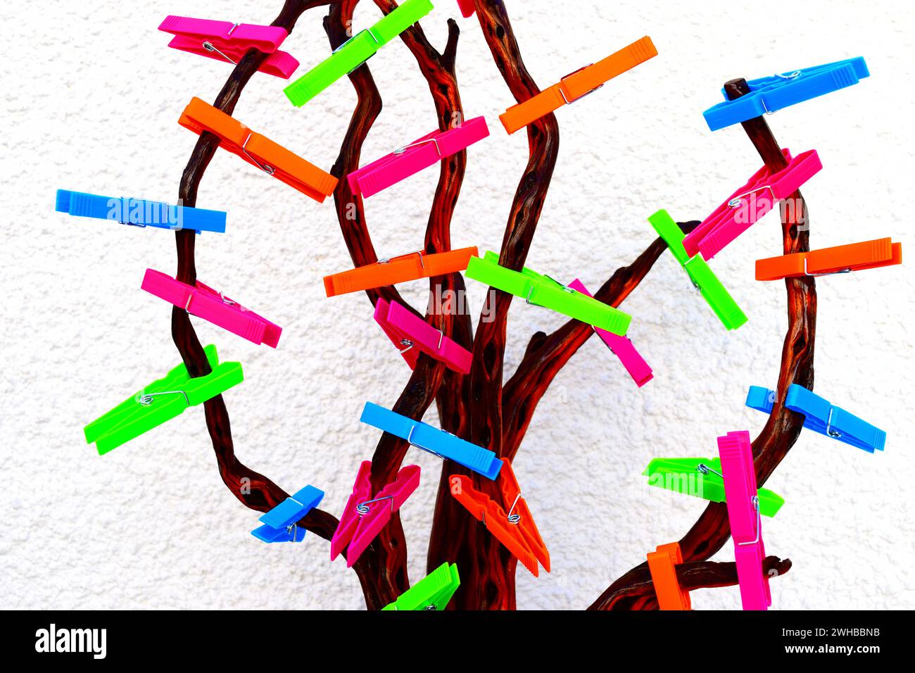 Dried branches of dead wood varnished and decorated with multicolored plastic pegs.Background is white. Stock Photo