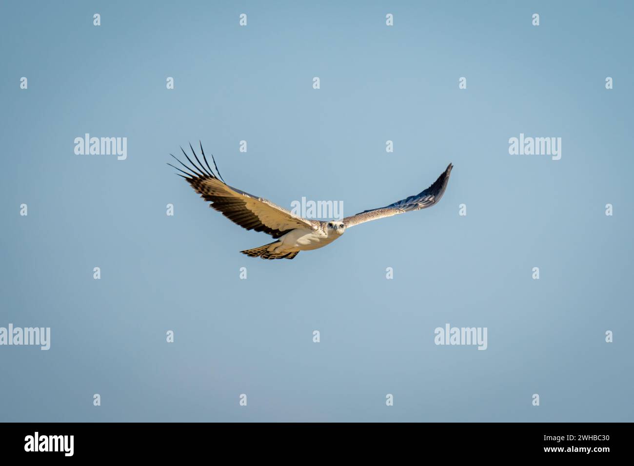 Juvenile martial eagle crosses clear blue sky Stock Photo