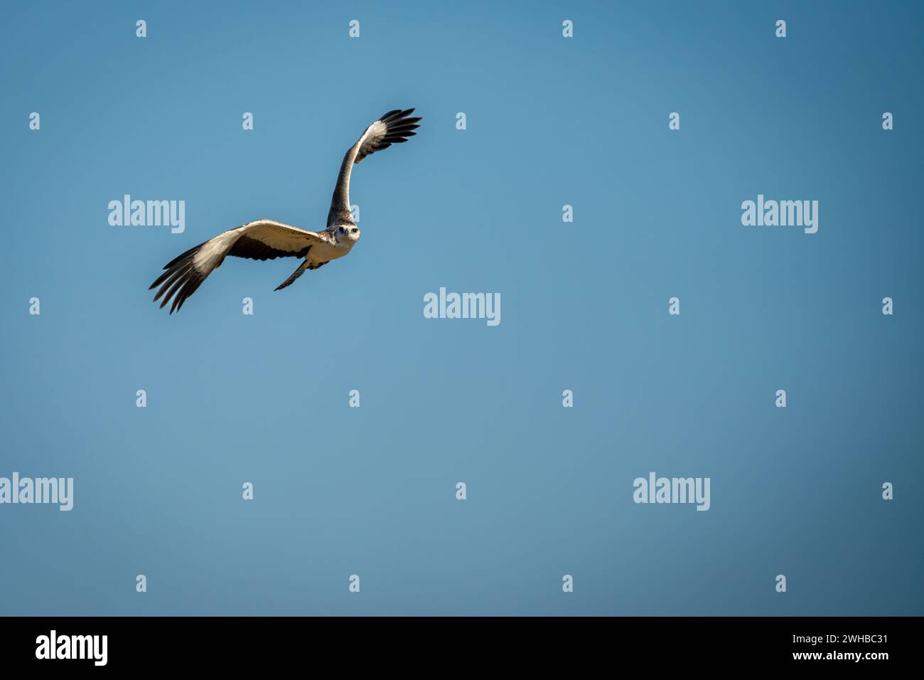 Juvenile martial eagle banks across blue sky Stock Photo