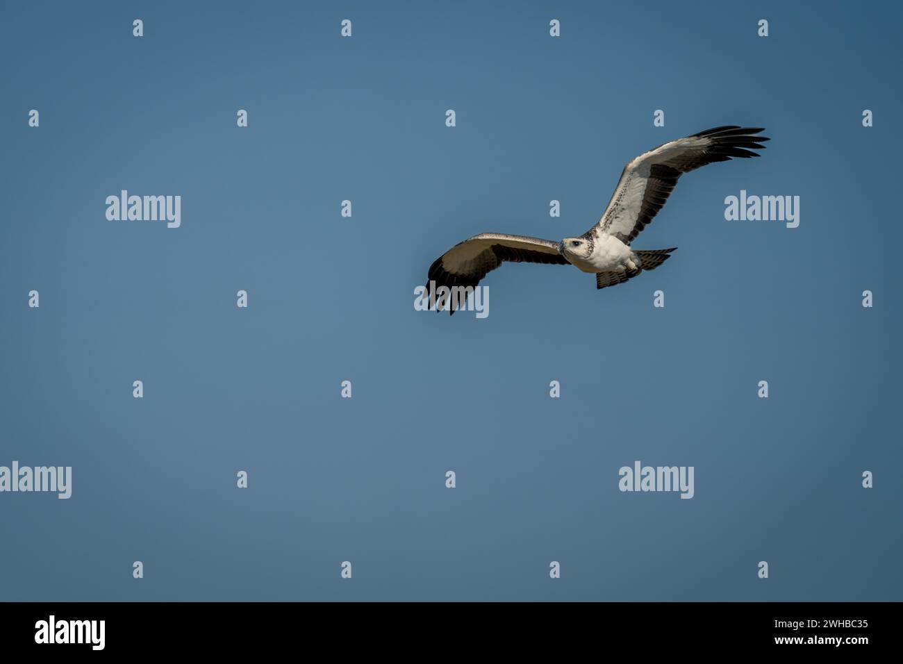 Juvenile martial eagle banking across blue sky Stock Photo