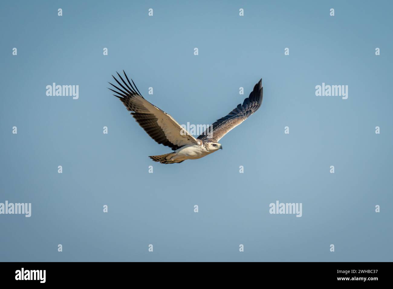Juvenile martial eagle crosses perfect blue sky Stock Photo