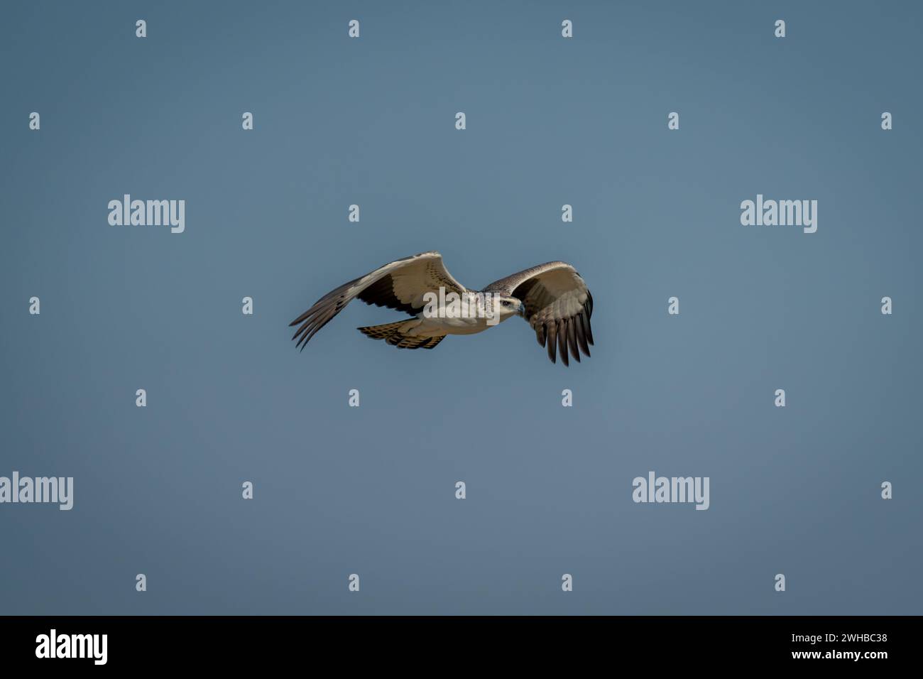 Juvenile martial eagle flies across blue sky Stock Photo