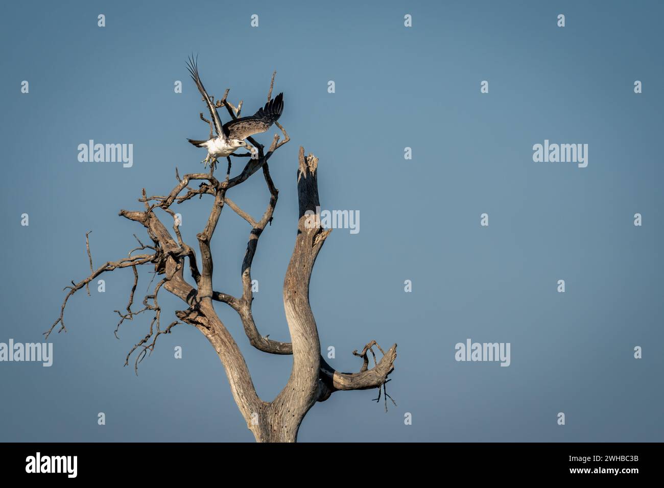 Juvenile martial eagle taking off from tree Stock Photo