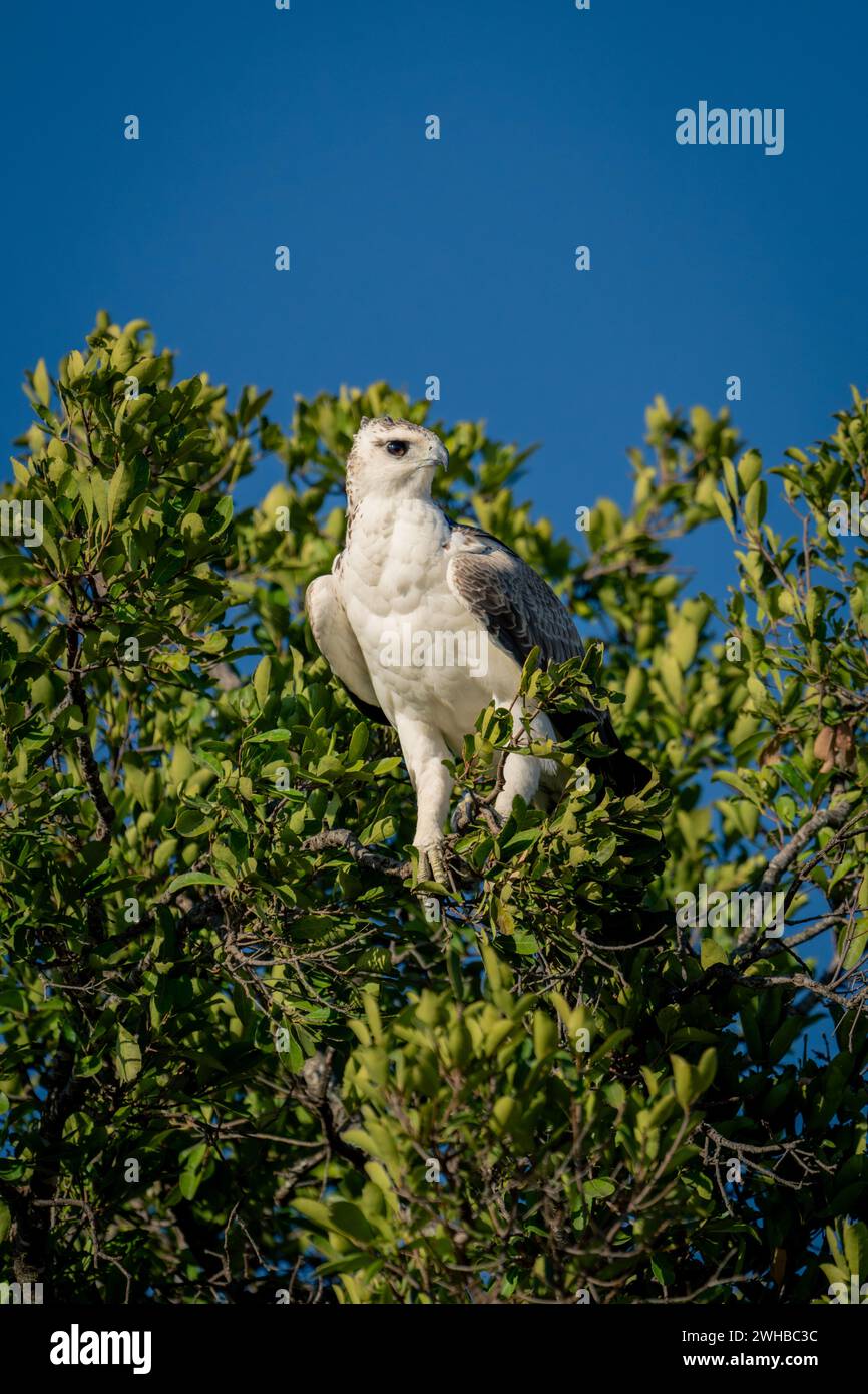 Juvenile martial eagle stares down from tree Stock Photo