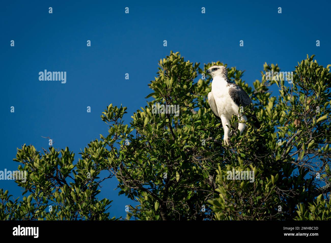 Juvenile martial eagle stares out from tree Stock Photo