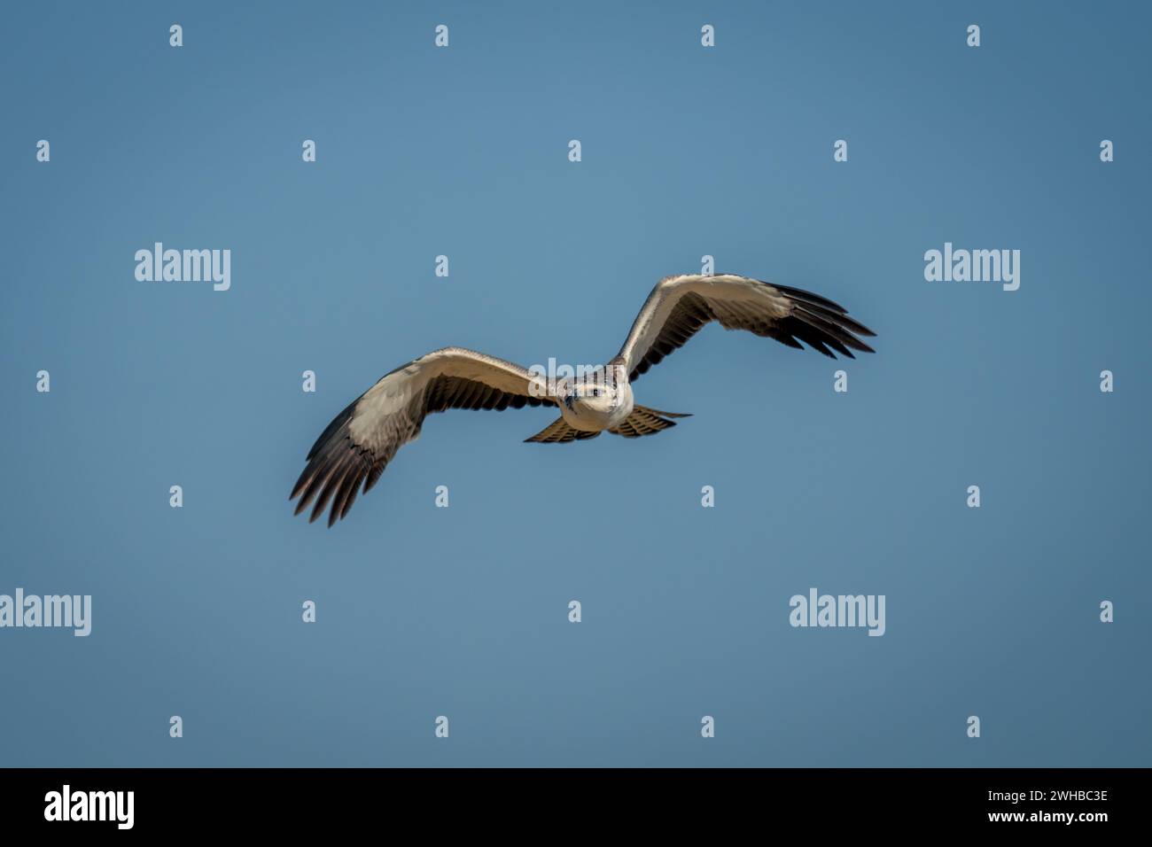 Juvenile martial eagle flies under blue sky Stock Photo