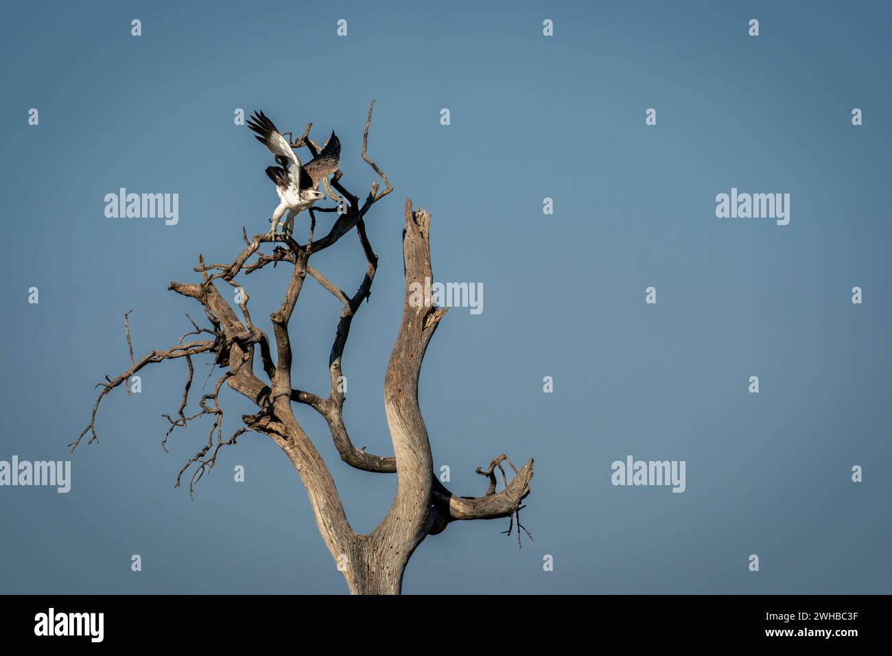 Juvenile martial eagle takes off from tree Stock Photo