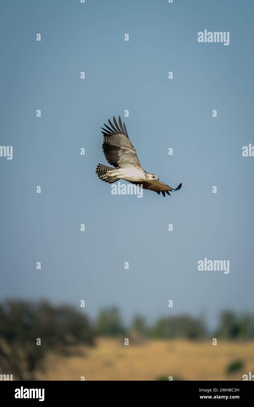 Juvenile martial eagle flies across grassy plain Stock Photo