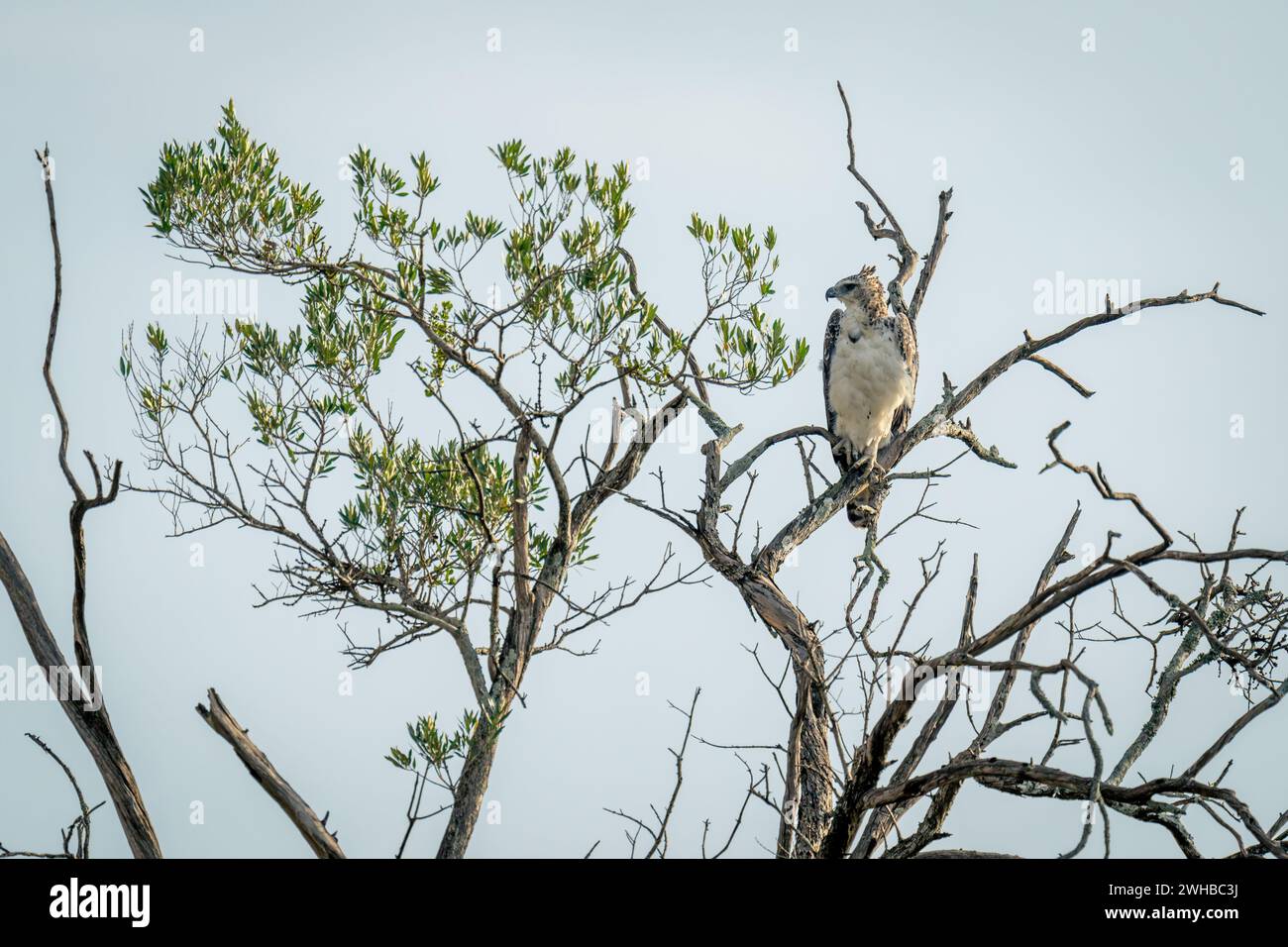 Juvenile martial eagle in tree turns head Stock Photo