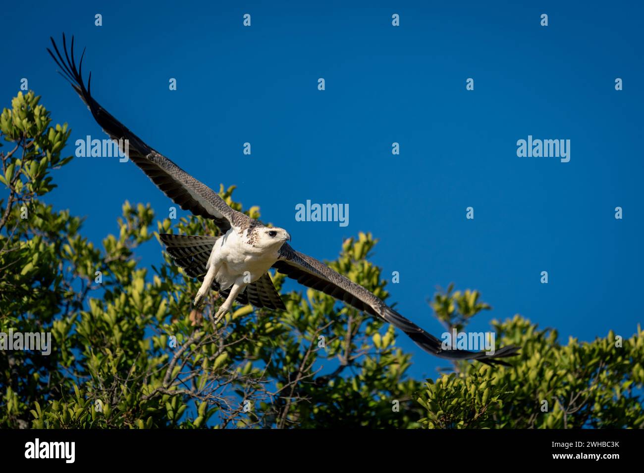Juvenile martial eagle flies off from tree Stock Photo