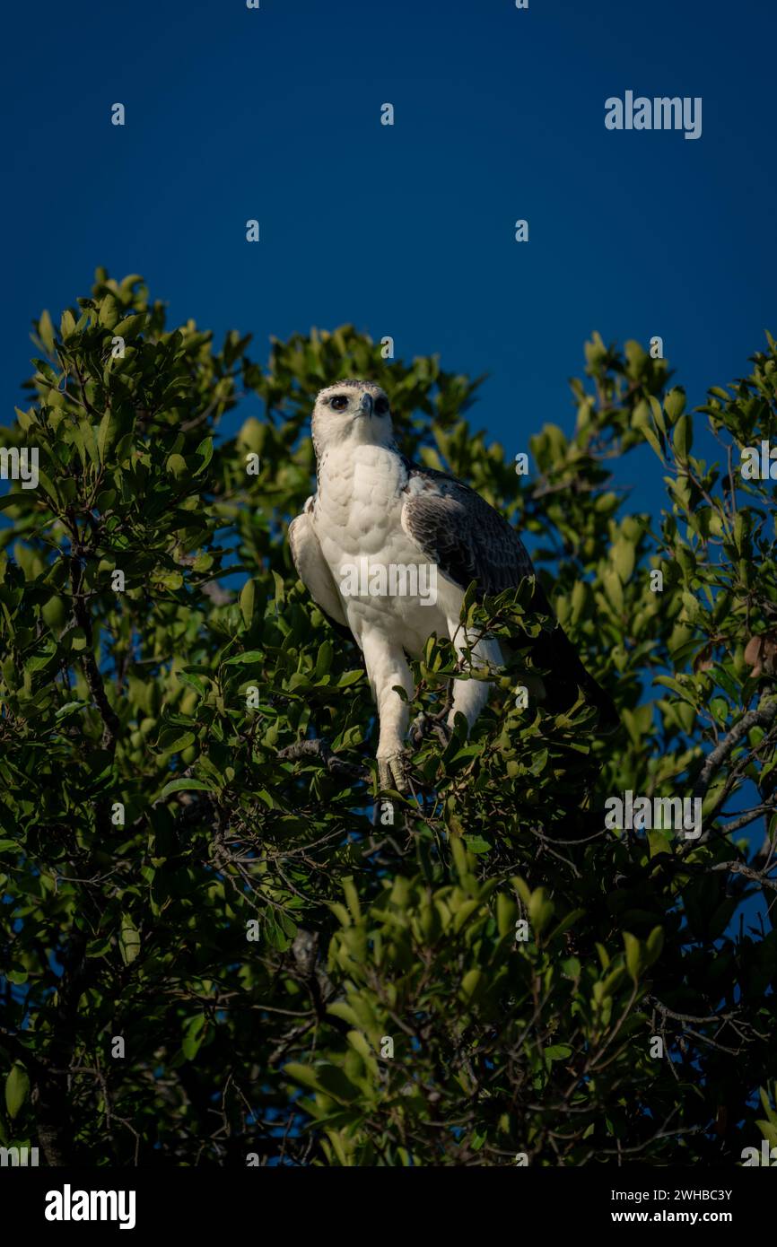 Juvenile martial eagle with catchlight in tree Stock Photo