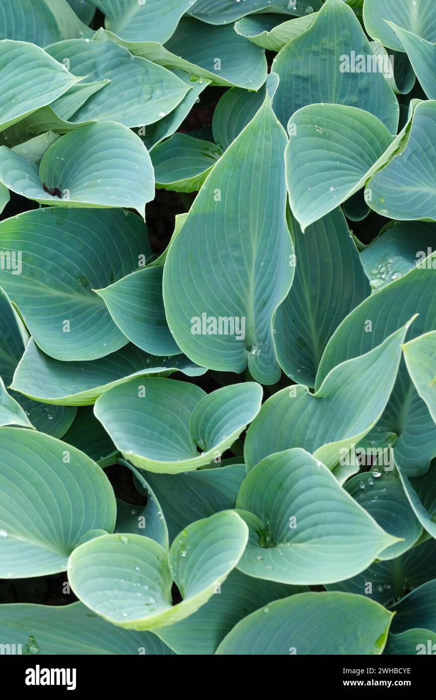 Hosta Pacific Blue Edger, Hosta D Heims NR, plantain lily, heart shaped glaucous blue leaves Stock Photo