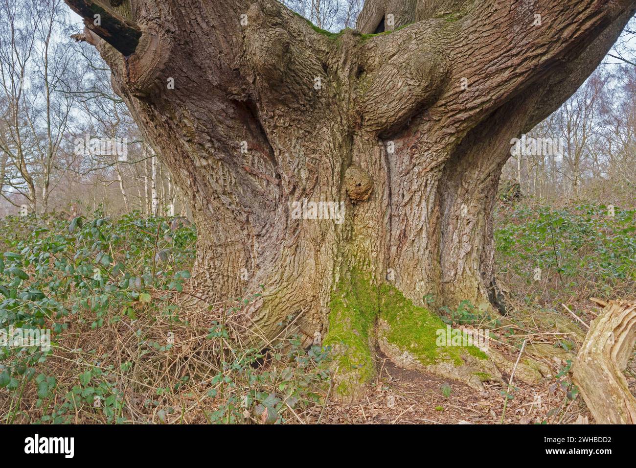 Ancient tree Ashtead Common Stock Photo - Alamy