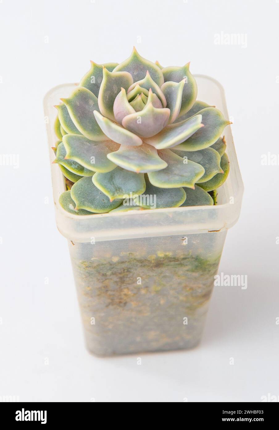 echeveria-lola-plant-succulent-little-flower-on-white-background-stock