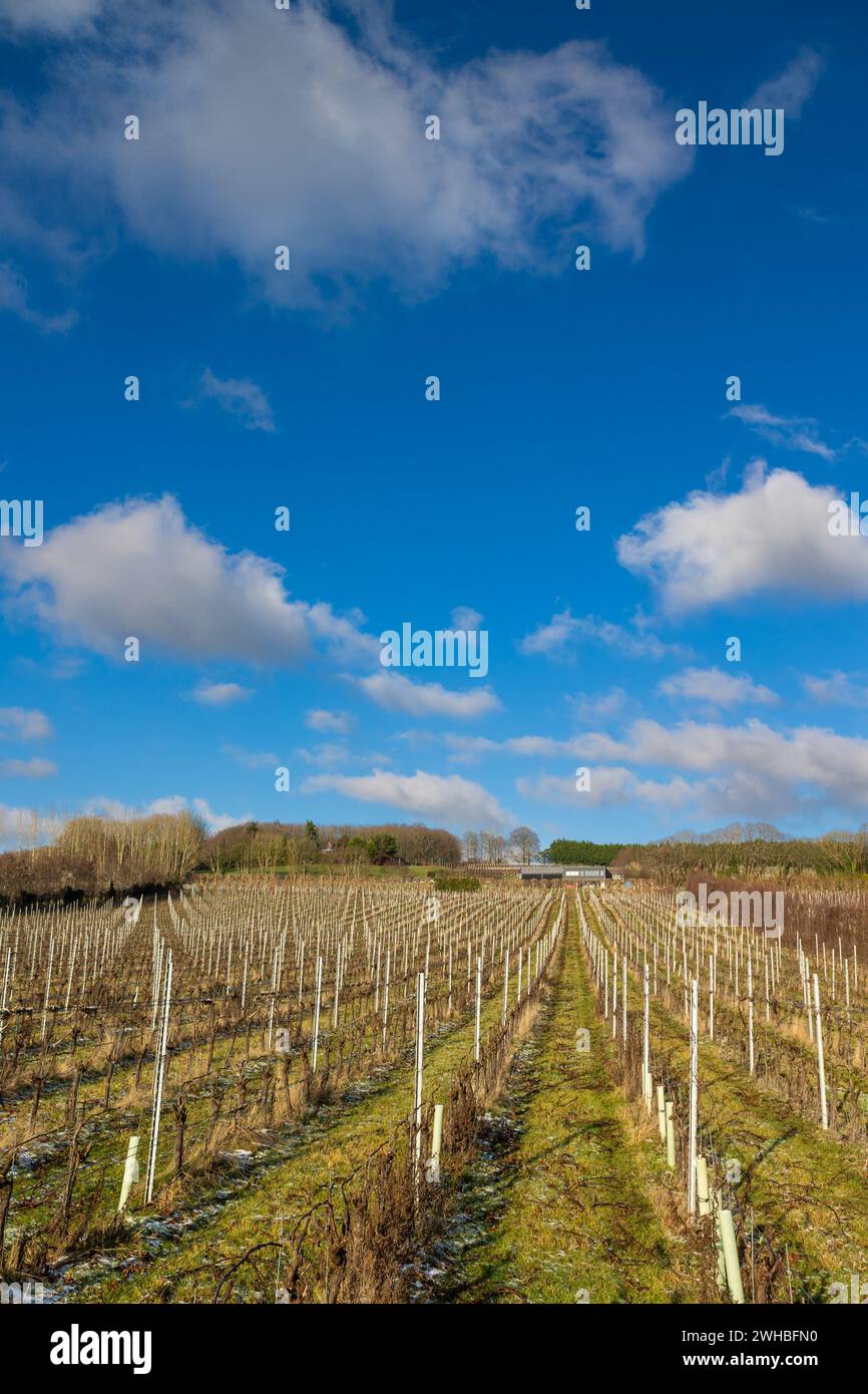 Rows of vines. A beautiful vineyard in the Kent countryside. Yotes Court Vineyard. Stock Photo
