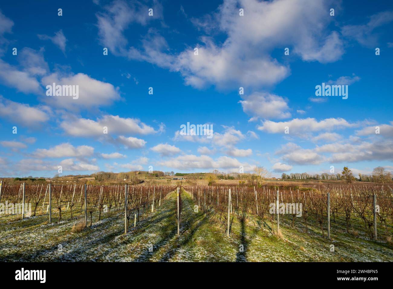 Rows of vines. A beautiful vineyard in the Kent countryside. Yotes Court Vineyard. Stock Photo