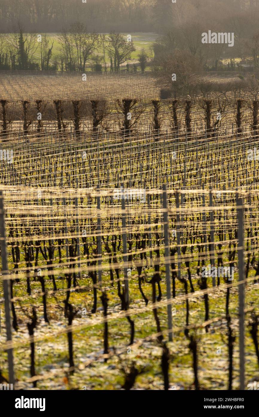 Rows of vines. A beautiful vineyard in the Kent countryside. Yotes Court Vineyard. Stock Photo