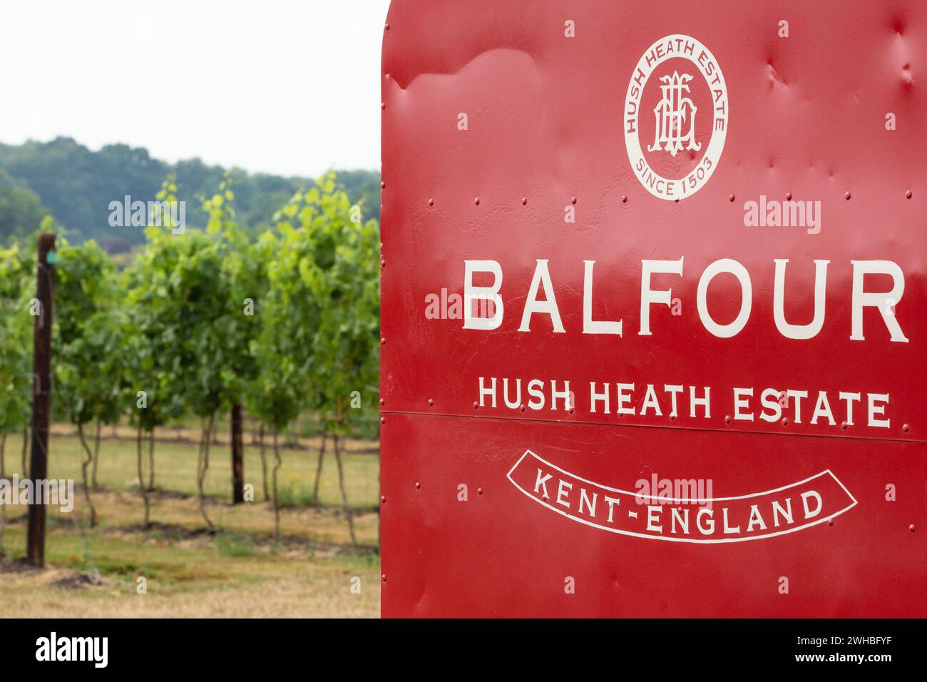 Lush green vineyard, fruit growing on the vines close to veraison. Hush Heath Vineyard, Balfour Winery, Five Oak Lane, Staplehurst, Tonbridge, Kent, Stock Photo