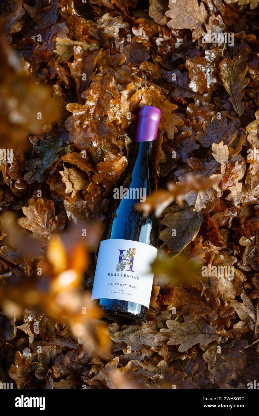 Cabernet Noir 2022 bottle of English wine, nestled amongst autumn oak leaves. Heartenoak Vineyard, Heartenoak Rd, Hawkhurst, Cranbrook, Kent, England. Stock Photo
