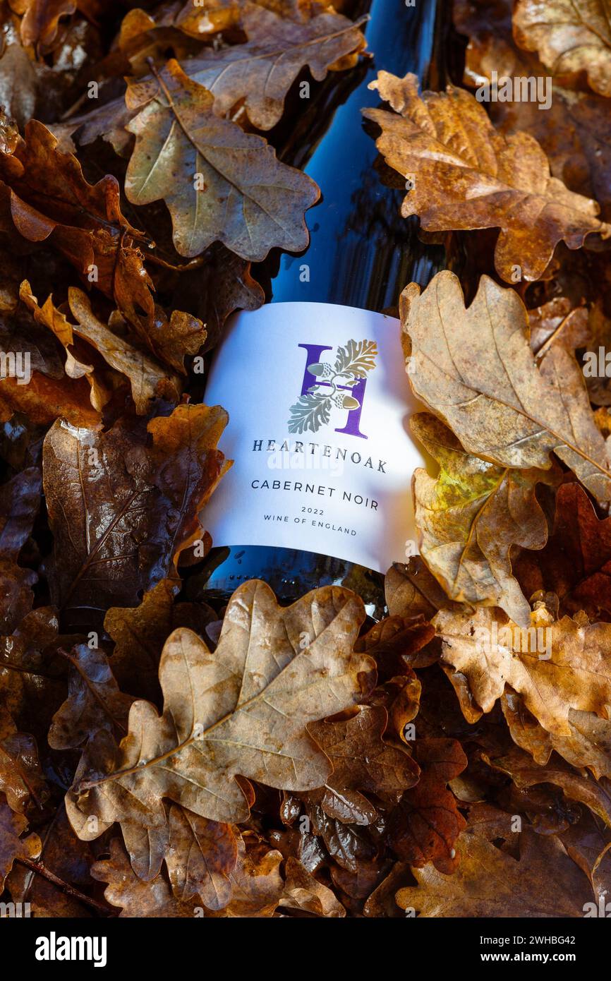 Cabernet Noir 2022 bottle of English wine, nestled amongst autumn oak leaves. Heartenoak Vineyard, Heartenoak Rd, Hawkhurst, Cranbrook, Kent, England. Stock Photo