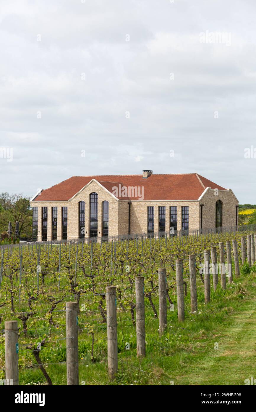 Exton Park, award-winning English Sparkling Wine producer located East of Winchester, in Hampshire's South Downs National Park. 60 acres vineyard. Stock Photo