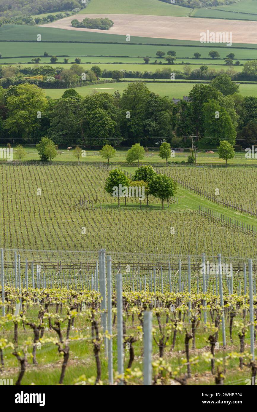 Grapes national hires stock photography and images Alamy