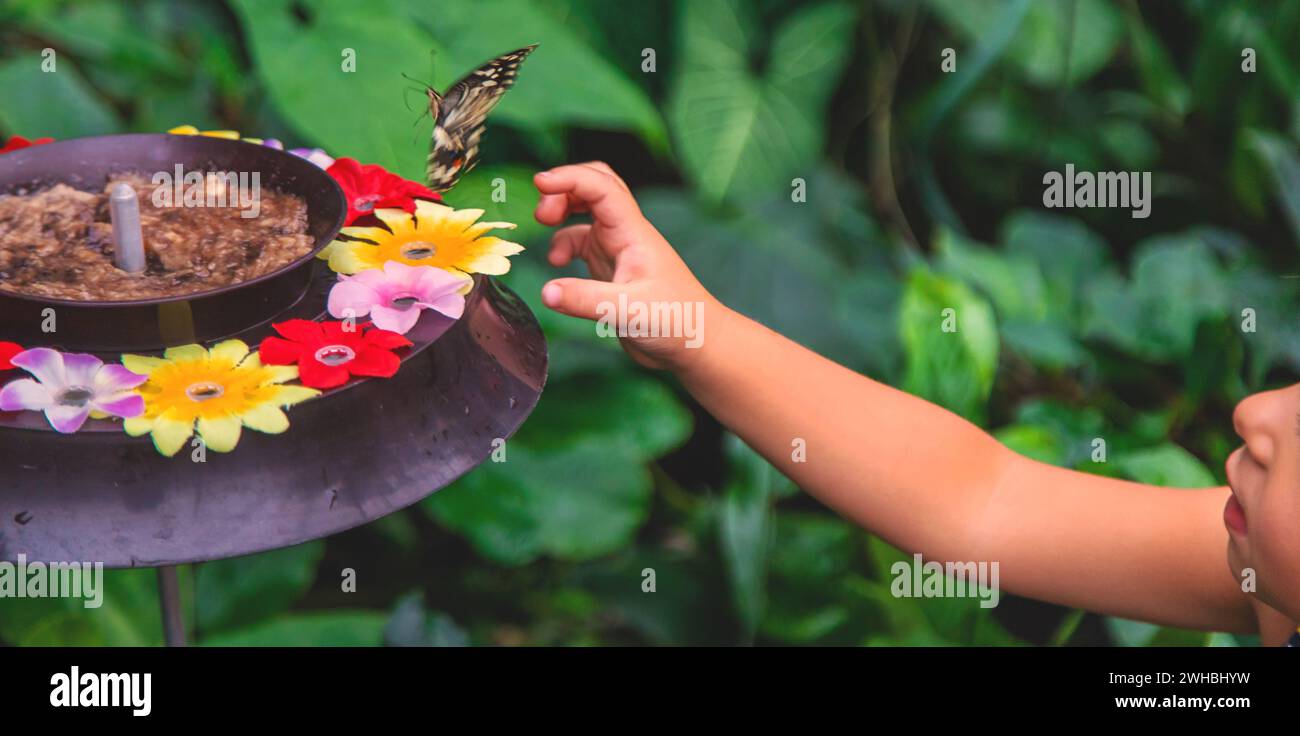 Beautiful butterfly on the hand. Selective focus. Stock Photo