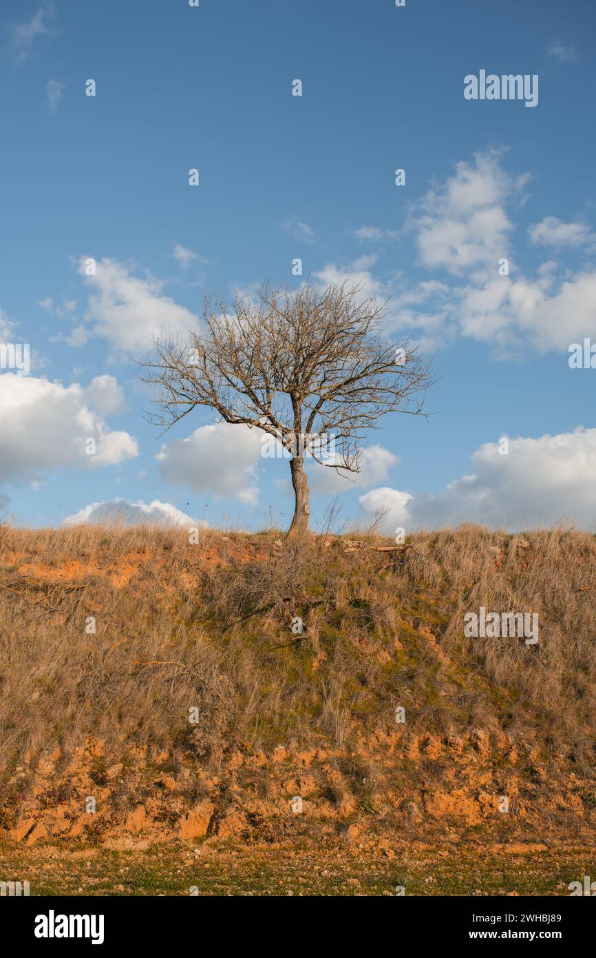Un singolo albero sulla collina arida Stock Photo