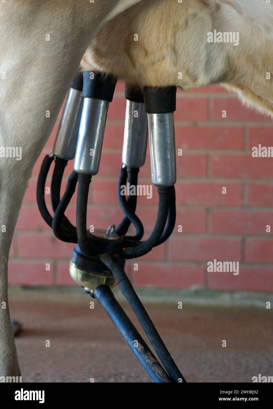 Milking the cow Stock Photo
