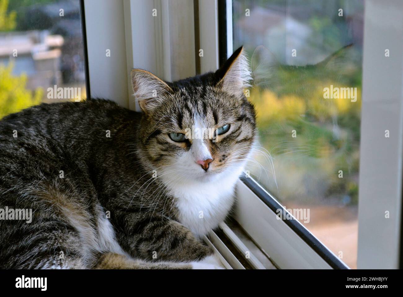 Beautiful spotted house cat leaning against the glass, peacefully lying