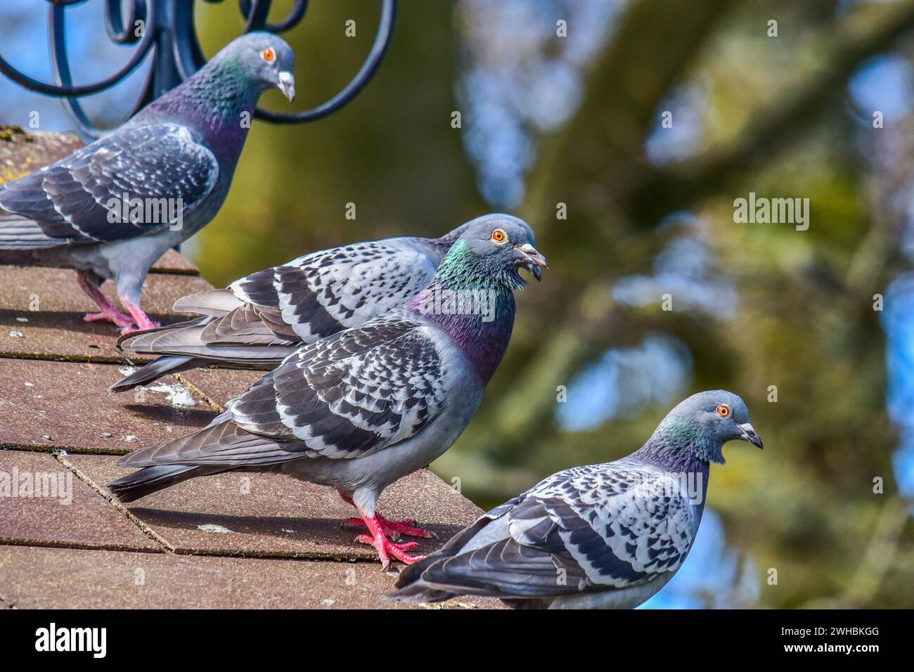 Pigeon natural habitat hi res stock photography and images Alamy
