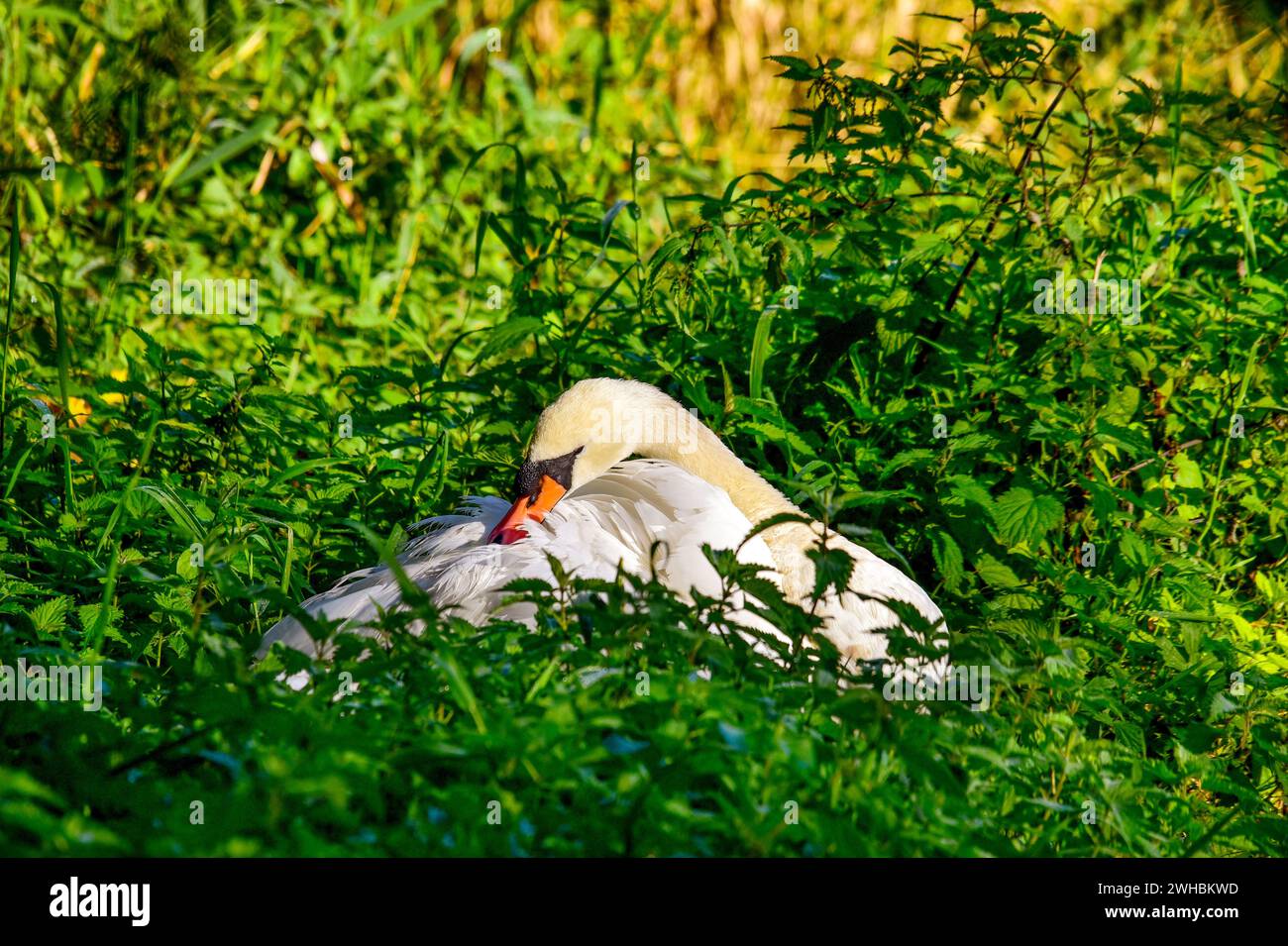 A swan nesting Stock Photo