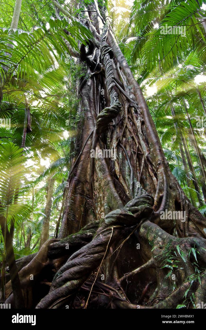 Gnarly tree roots hi-res stock photography and images - Alamy