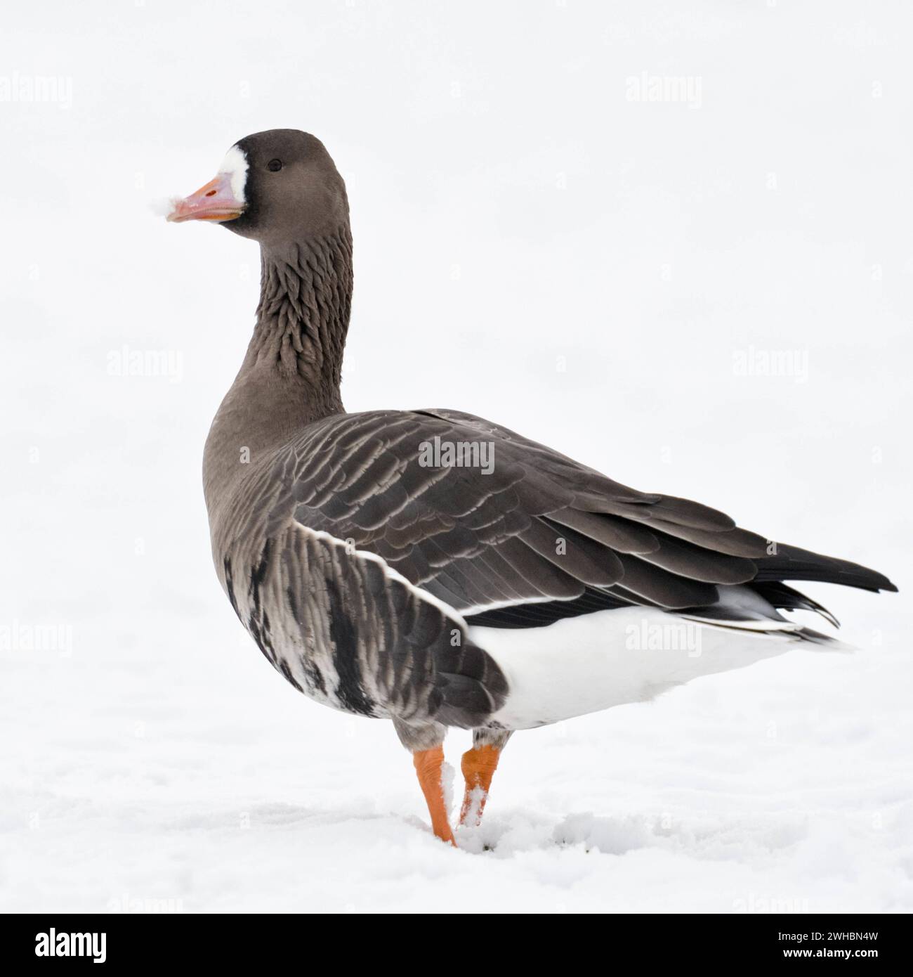 Blässgans  Anser albifrons , Wildgans am Niederrhein, Wintergast aus der Arktis, auf schneebedecktem Ackerland, läuft durch Schnee, schaut zurück, wildlife, Wildtier, Europa. Greater White-fronted Goose  Anser albifrons , arctic winter guest, on snow covered farmland, walking away, looks back, wildlife, Europe. Nordrhein-Westfalen Deutschland, Westeuropa Stock Photo