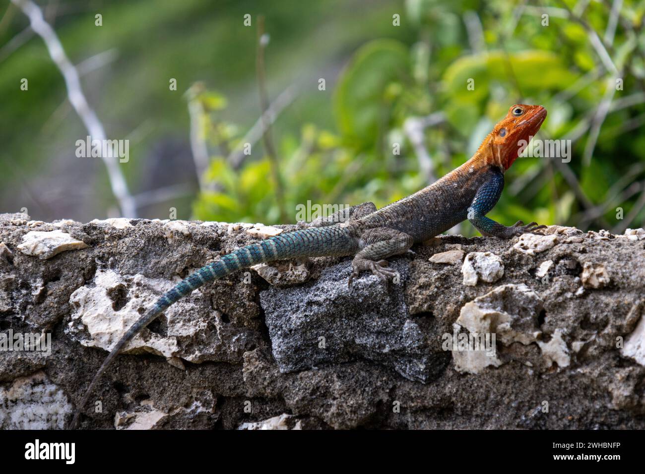 A rainbow agama on a stone wall in its native land Kenya. A colourful lizard, with a red head and blue scaled body Stock Photo