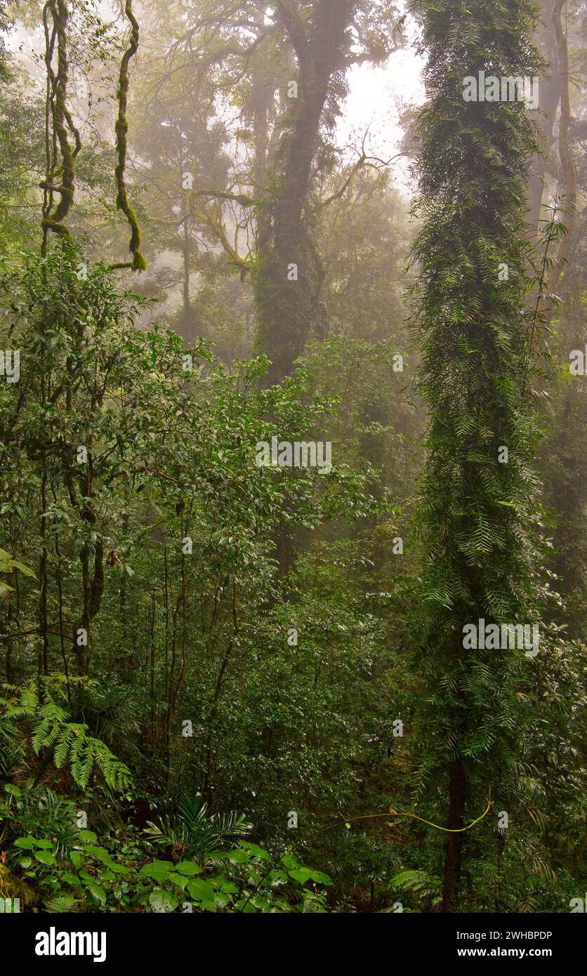 Temperate rain forest fog hi-res stock photography and images - Alamy