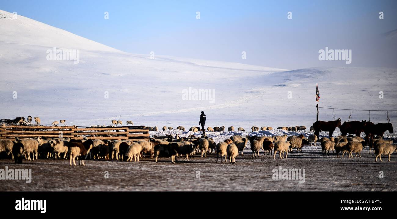 Tuv Aimak, Mongolia. 08th Feb, 2024. Sheep and horses of a nomadic ...